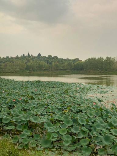 عکس دریاچه نیلوفر آبی