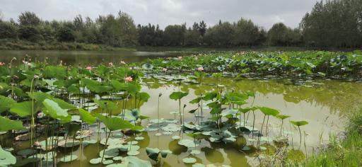 عکس دریاچه نیلوفر آبی