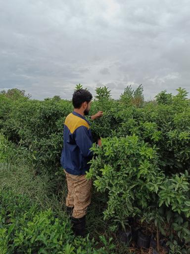 عکس نهالستان قمی کلا