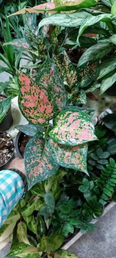 عکس گلخانه آی گلکار 