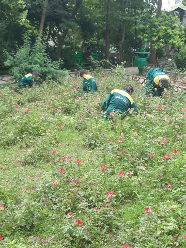 عکس بوستان شهید نیاکی