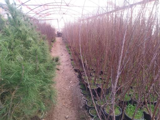 عکس نهالستان مروارید سبز 