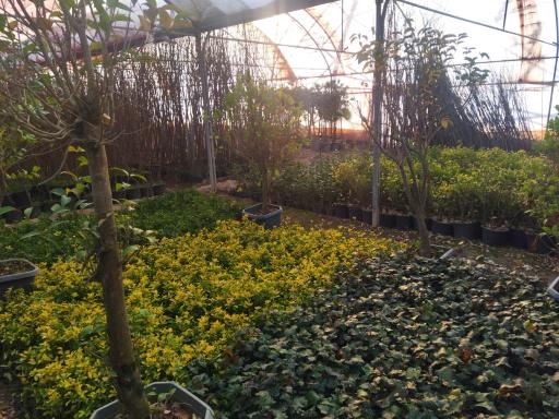 عکس نهالستان مروارید سبز 