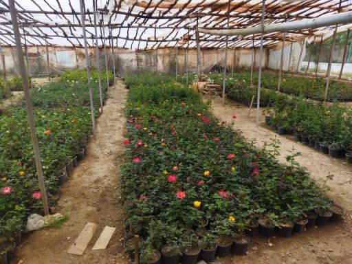 عکس نهالستان مروارید سبز 