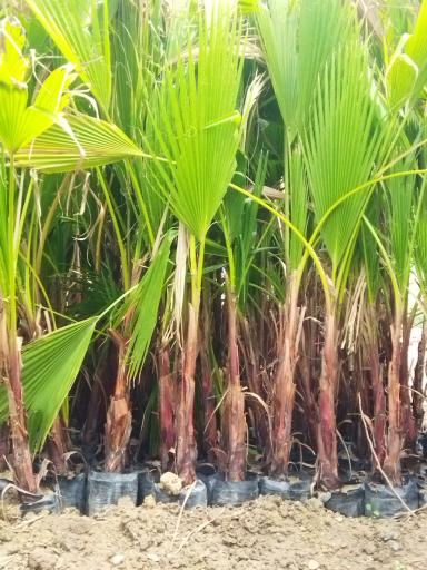 عکس نهالستان مروارید سبز 