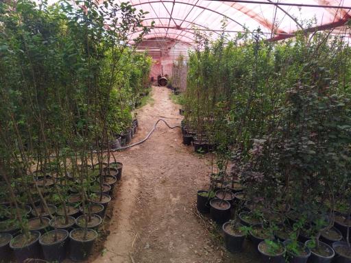 عکس نهالستان مروارید سبز 