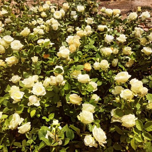 عکس نهالستان مروارید سبز 