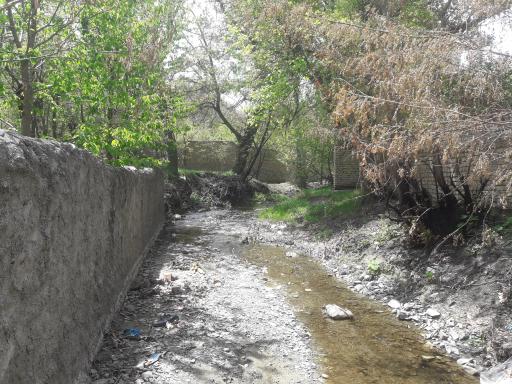 عکس کاهو