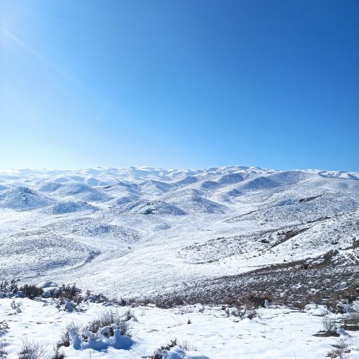 عکس کاهو