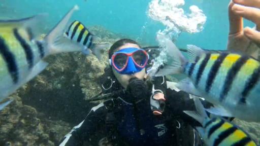 عکس تفریحات آبی و غواصی دلفین مرجان 