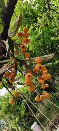 عکس اقامتگاه کلبه آبی شاقاجی 