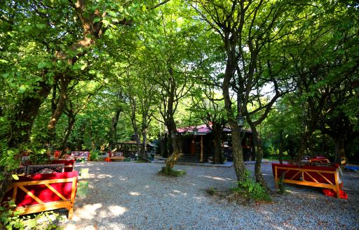 عکس چایخانه جنگلی برج