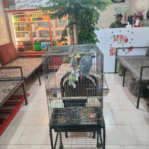 عکس جگرکی چشمک