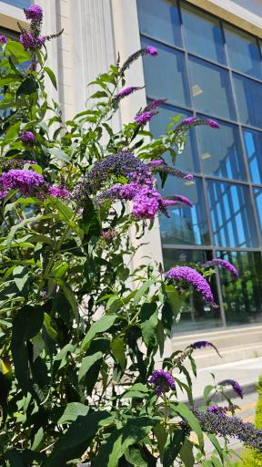 عکس کتابخانه مرکزی تبریز