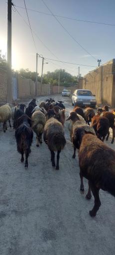 عکس ولاشجرد