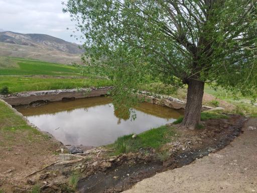 عکس سیه چشمه