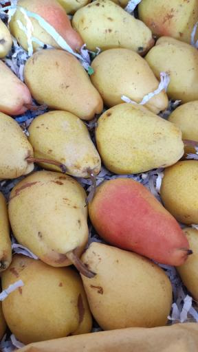 عکس هایپر میوه باقری