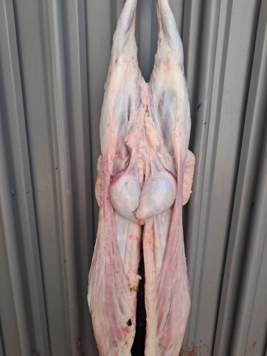 سوپر پروتئینی نمونه تهران