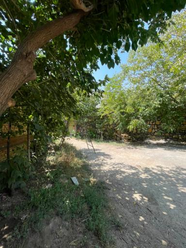 عکس باغ گل یخ