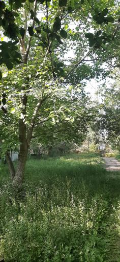 عکس باغ گل یخ