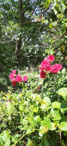 عکس باغ گل یخ