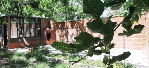 عکس باغ گل یخ