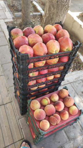 عکس هایپر میوه باقری