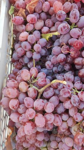 عکس هایپر میوه باقری