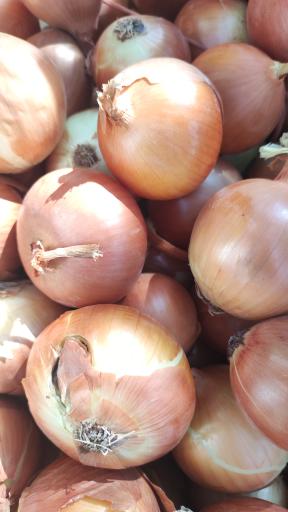 عکس هایپر میوه باقری