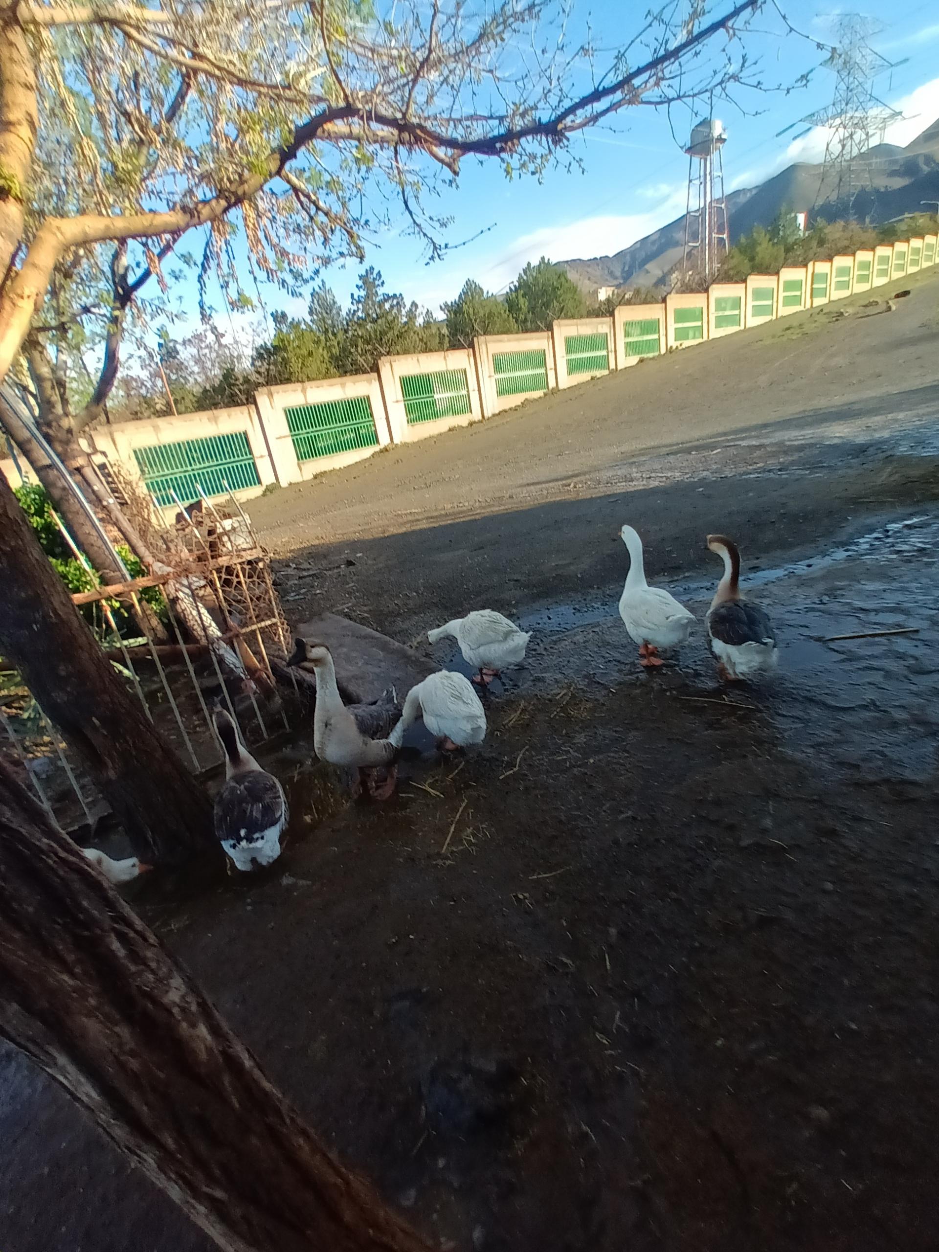 عکس دامداری برادران کمالی