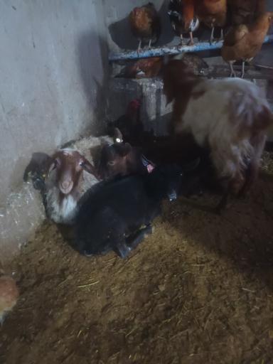 عکس دامداری برادران کمالی