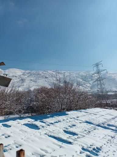 عکس دامداری برادران کمالی