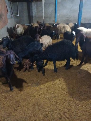 عکس دامداری برادران کمالی