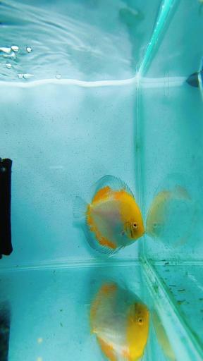 عکس آکواپت متین