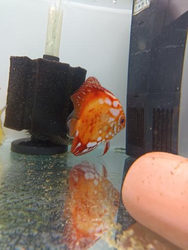 عکس آکواپت متین