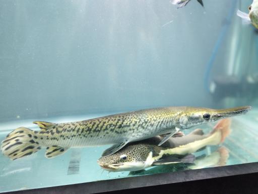 عکس آکواپت متین