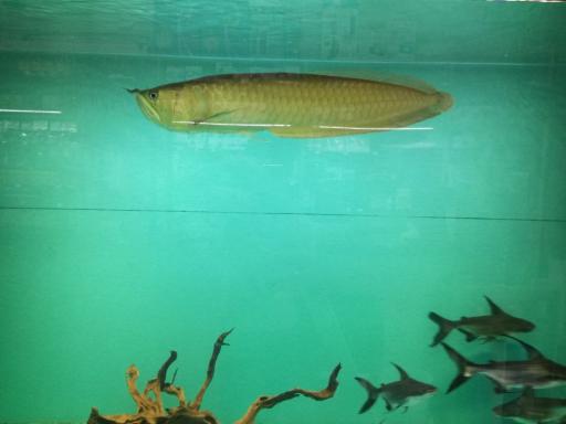 عکس آکواپت متین