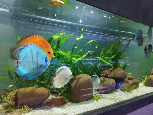 عکس آکواپت متین