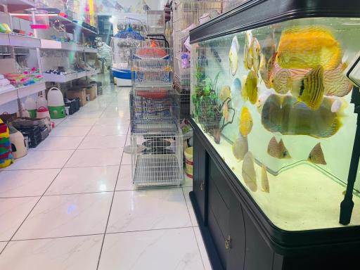 عکس پخش دان کسری