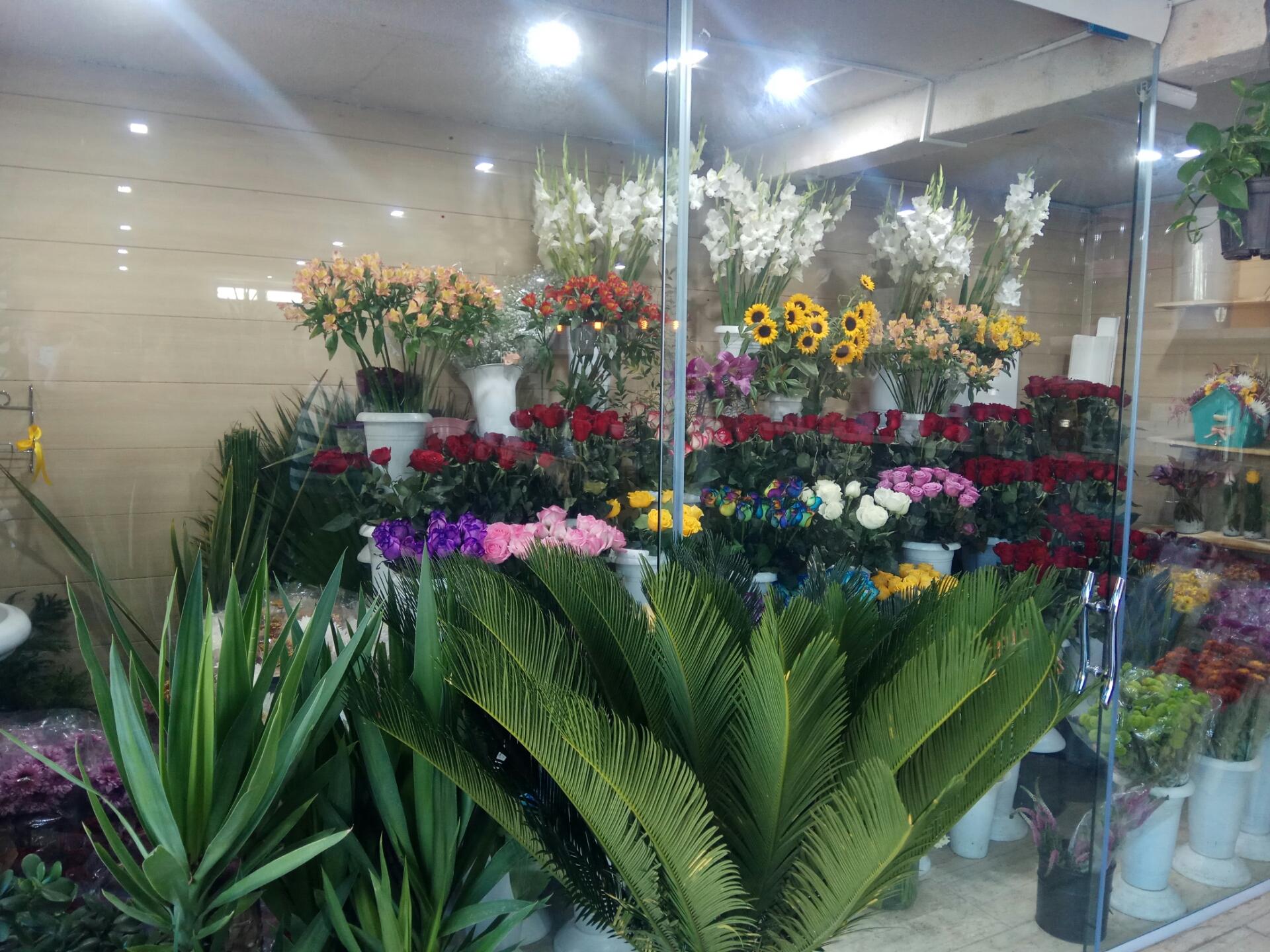 عکس گل شانار