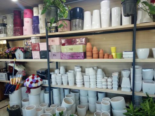 عکس گل شانار