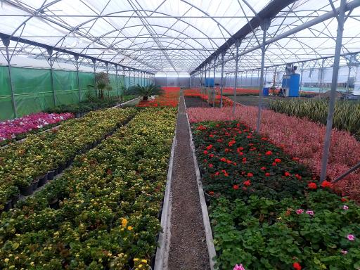 عکس گلخانه باغ گل چهارباغ