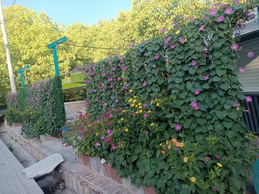 عکس کافه گردو