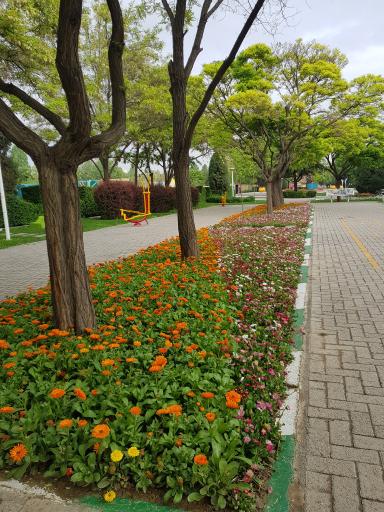 عکس بوستان نیلوفر آبی