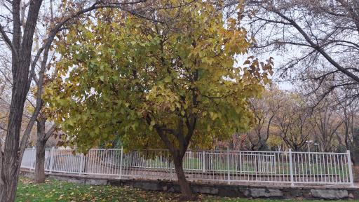 عکس بوستان نیلوفر آبی