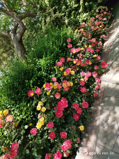 عکس بوستان کودک