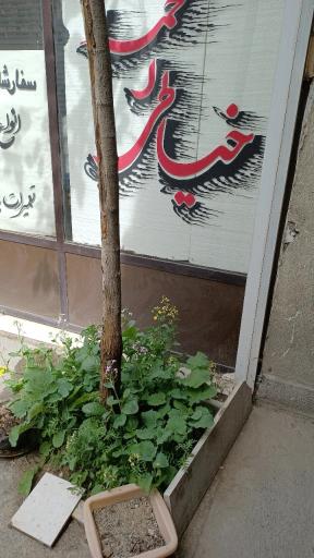 عکس خیاطی احمد