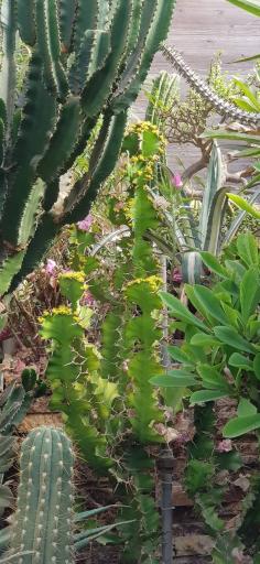 عکس گل و گیاه طبیعت