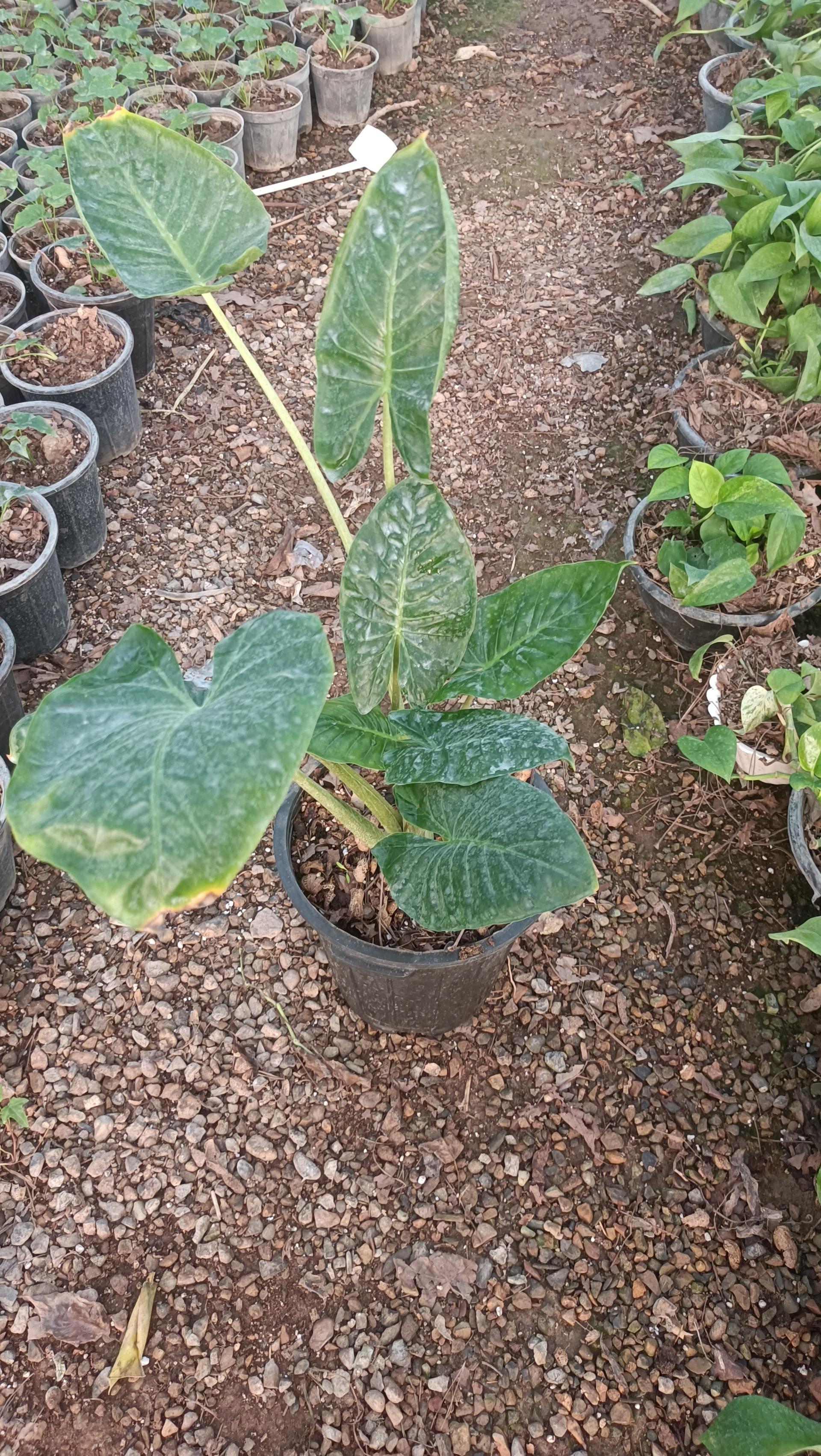 عکس گلباغ شهریار