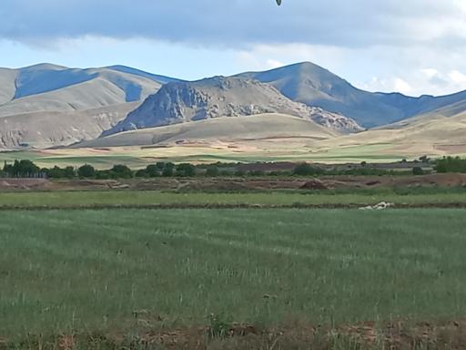 عکس محمودی